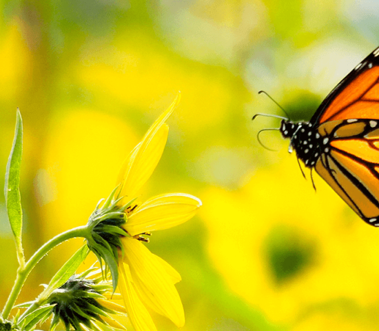 Monarch butterfly flying towards yellow flower