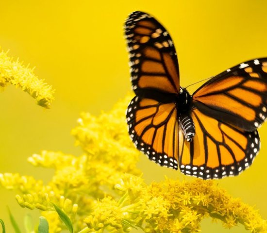 Photo of monarch butterfly flying over a yellow flower