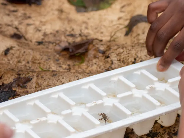 Student examines benthic macroinvertebrates to determine if the river water is healthy. 