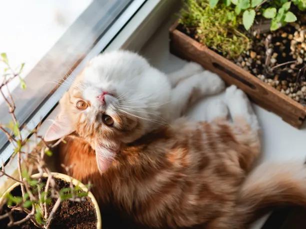 Cat on windowsill