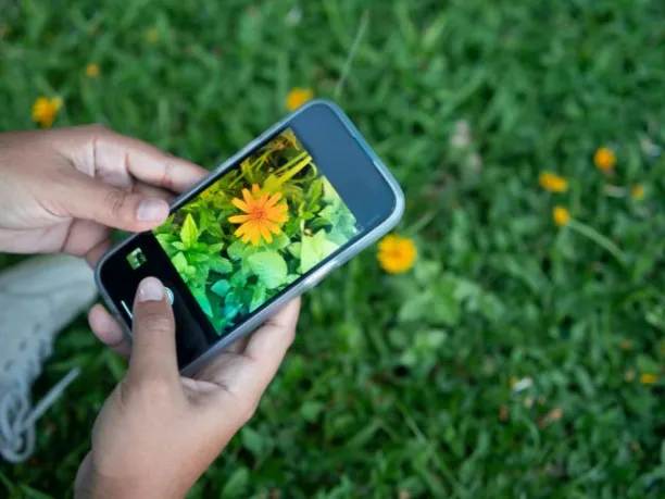 hands holding a smartphone and taking a photo of a flower in the grass