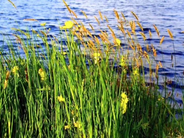 riparian planting of native plants in Chickasaw Park