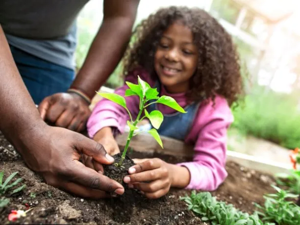 a young girl plants a starter plant with the help of an adult in a urban garden 
