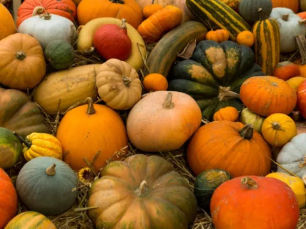 a variety of autumn pumpkins and gourds