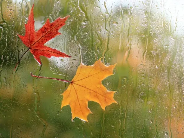 a red and yellow leaf stick to a window wet with rain in autumn