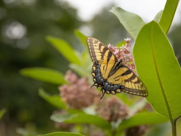 Eastern tiger swallowtail on common milkweed photo by Olmsted Parks Conservancy