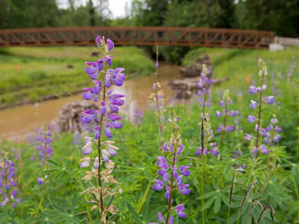 Flower near river and bridge from NEEF grantee project