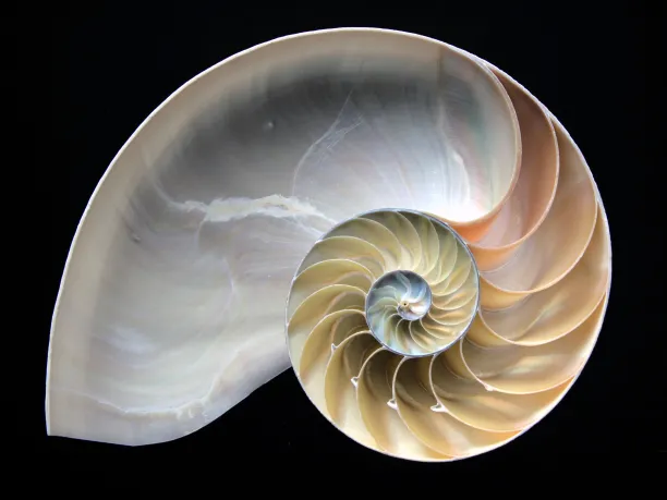 Nautilus shell spiral