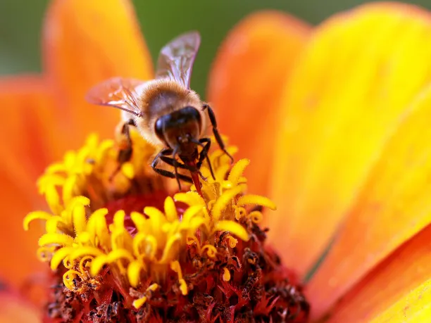 Honey bee pollinating a flower