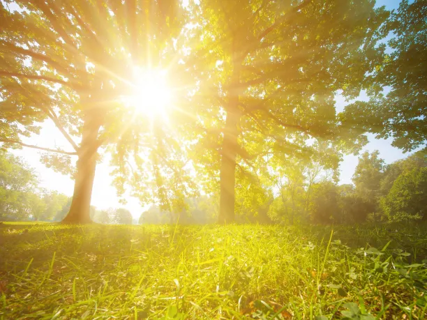 Sun through the trees