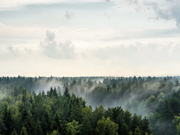 Evaporation in a forest