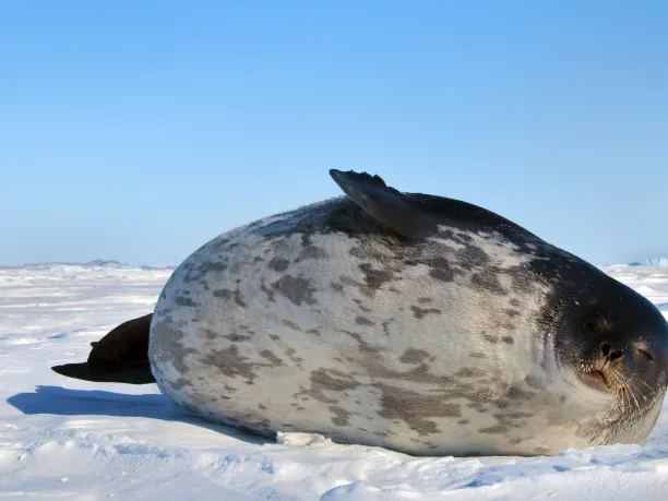 Ringed seal