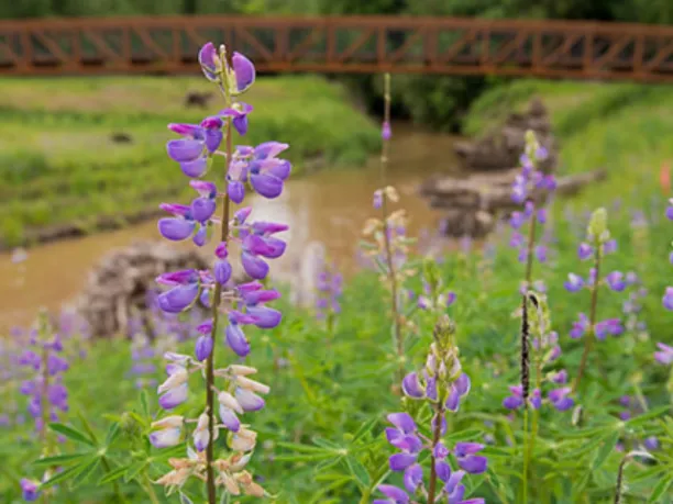 Flower near river and bridge from NEEF grantee project 