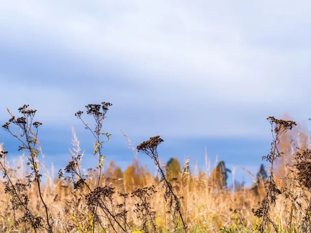 Prairie landscape with grasses, meadows, trees and a bright blue sky with white clouds