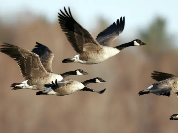 flock of canadian geese in flight
