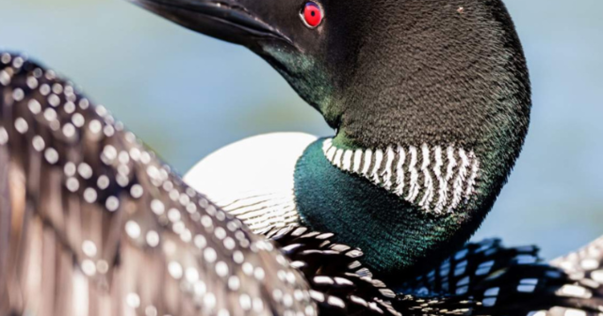 Close up of a loon