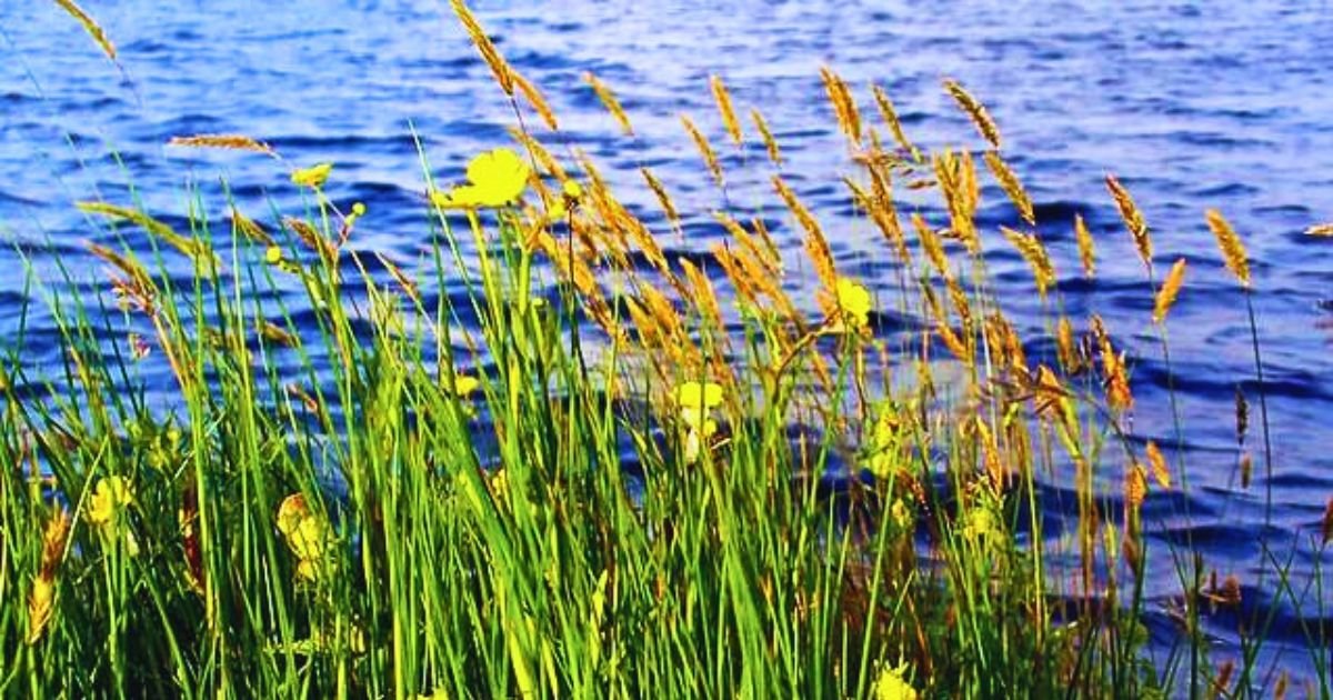 riparian planting of native plants in Chickasaw Park