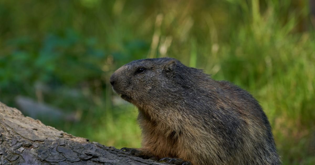 a groundhog peers over a log