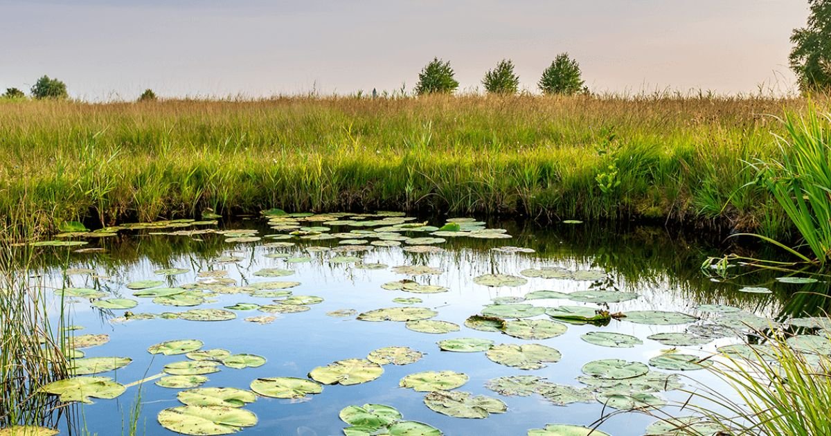 a pond covered with lily pads and a prairie in the background
