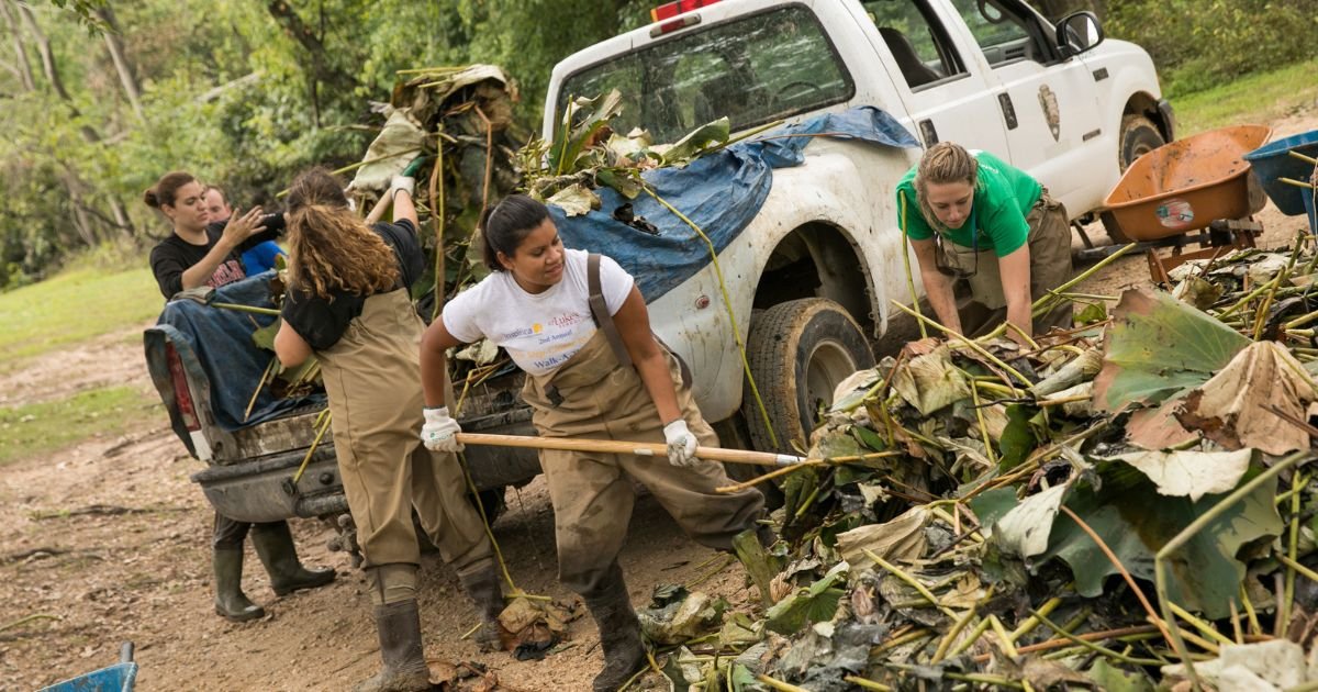 A group of volunteers wearing overalls and waders shovel a pile of invasive plants into the back of a National Park Service pickup truck to be hauled away