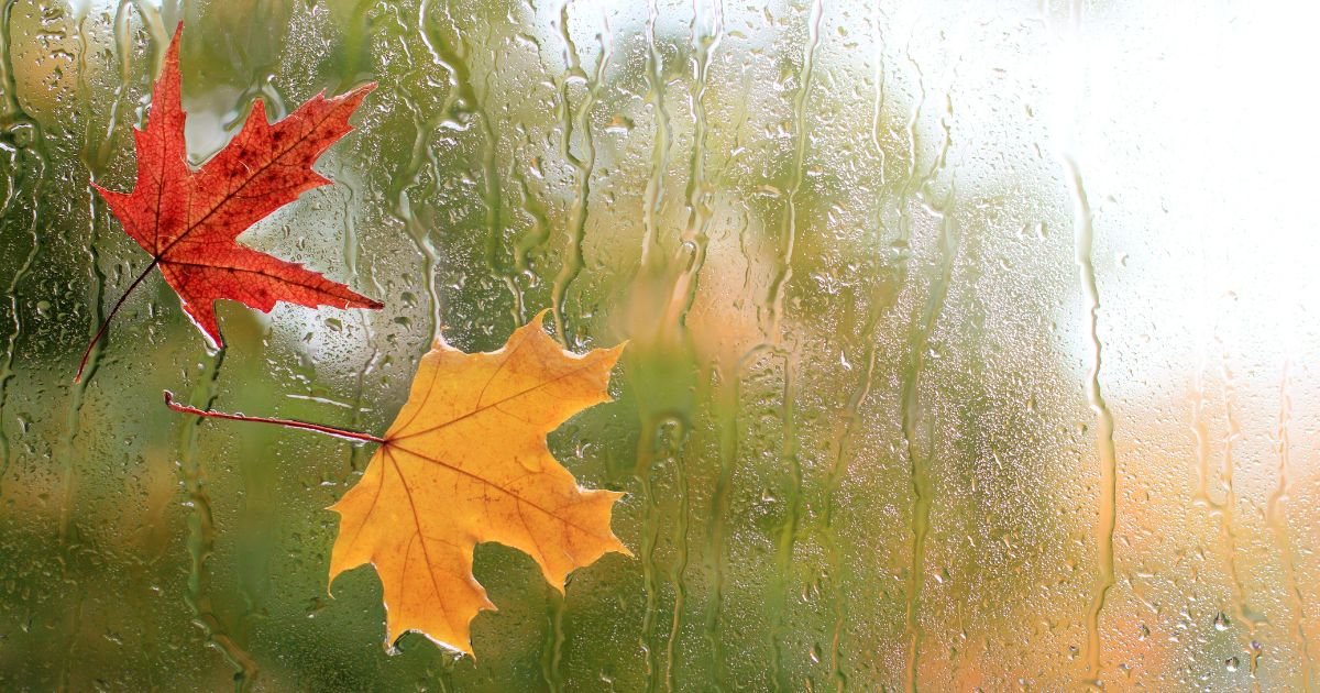 a red and yellow leaf stick to a window wet with rain in autumn