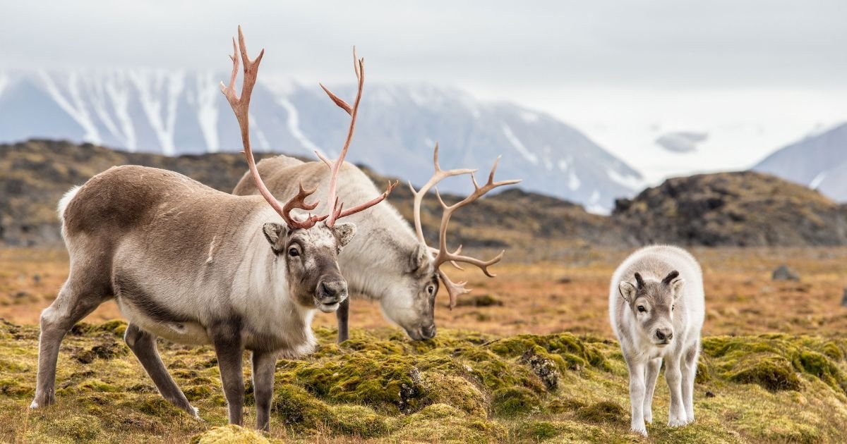 A family of caribou in the Arctic