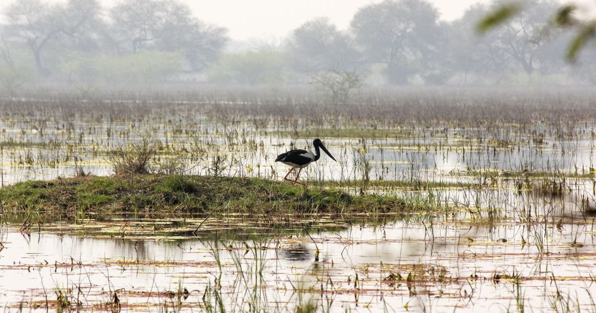 A photo of a swamp with a heron hunting for fish.