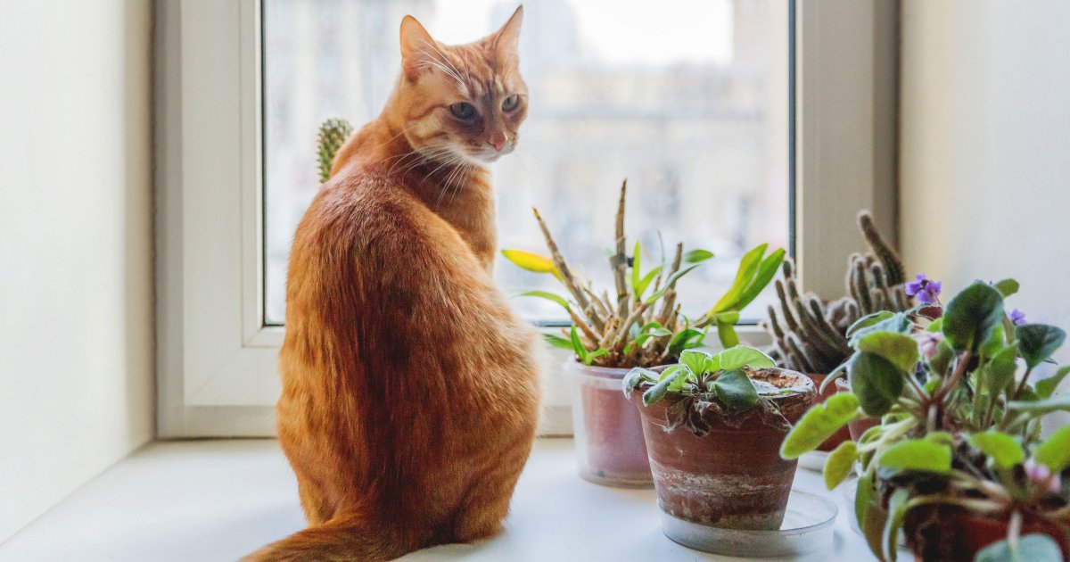 Ginger cat on a windowsill
