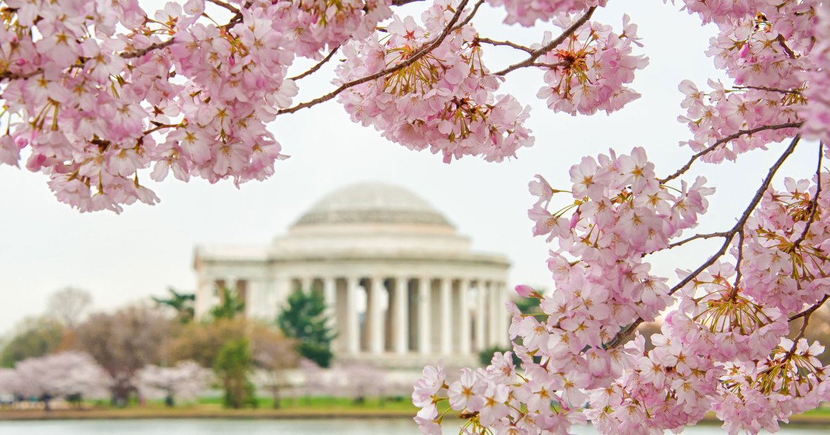 Cherry blossoms blooming near the Jefferson Memorial