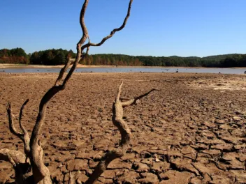 Dry riverbed with tree without leaves in front