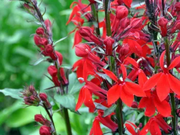 Invasive red plant