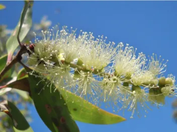 Melaleuca tree flower