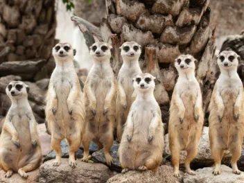Meerkat family on rocks