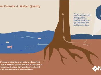 Infographic showing how riparian forests affect water quality.