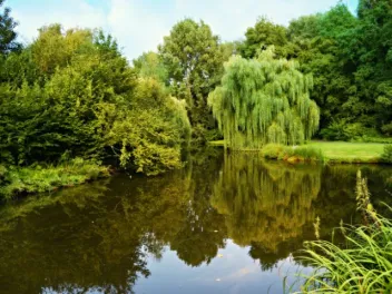 a wetland with still shallow water reflecting green trees and grasses on the banks