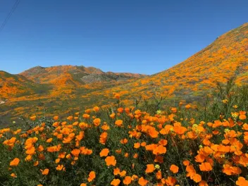 California poppies in orange bloom covering the fields and hills