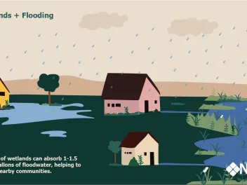 Infographic showing how wetlands can help reduce flooding.