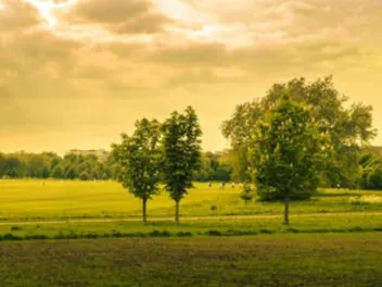 Trees in a green landscape