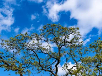 a tree line with a blue sky and white fluffy clouds and clean air