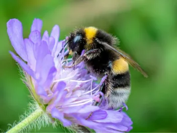 a bee covered in pollen on a purple flower