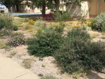 White Sands Missile Range Pollinator Garden funded by a Department of Defense Legacy Grant