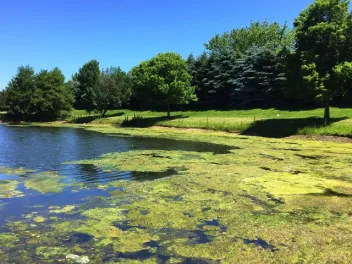 green alga covers the top of a pond surrounded by trees and blue sky