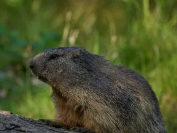 a groundhog peers over a log