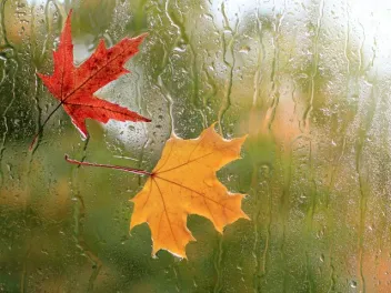 a red and yellow leaf stick to a window wet with rain in autumn
