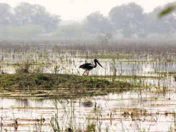 A photo of a swamp with a heron hunting for fish.