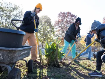 people digging up a plant