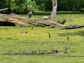 Algal bloom in Kardon Park, Downingtown, PA