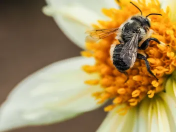 Bee on a flower