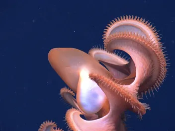 Dumbo octopus (Cirrothauma murrayi)
