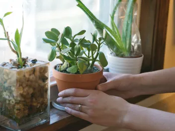 Household plants improve indoor air quality